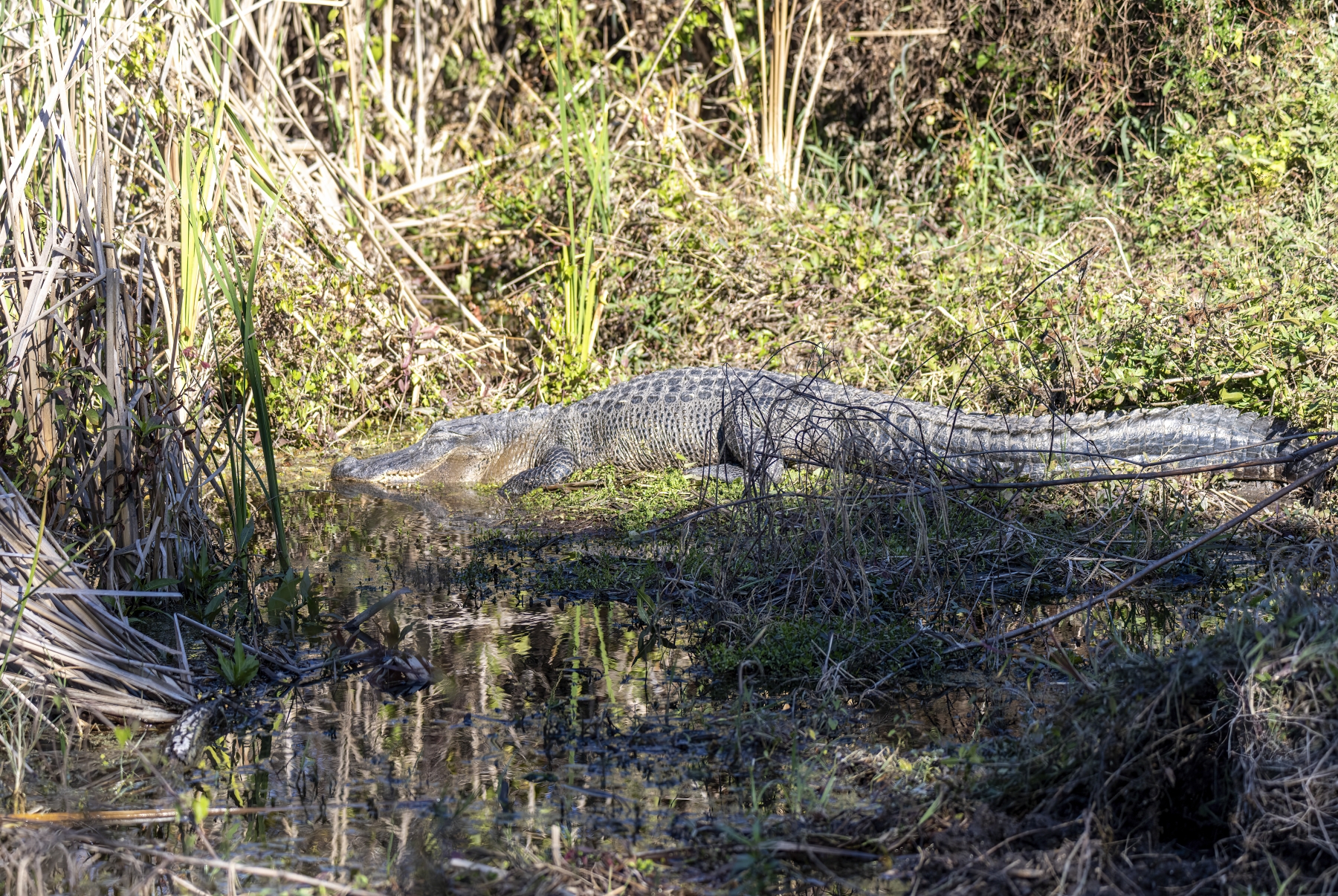/gallery/north_america/USA/Texas/aransas np/Alligator Aransas NP 2023-005_med.jpg